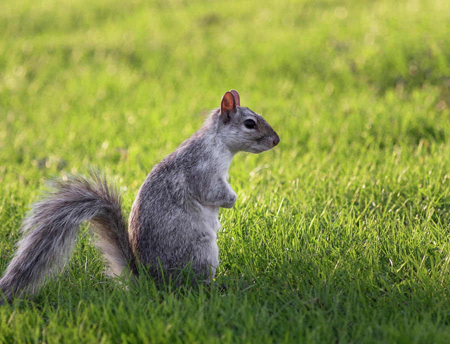 Squirrel profile Photograph by Cristina Stefan