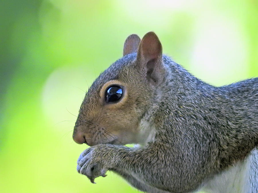 Squirrel Profile Photograph by Lisa Melvin - Fine Art America