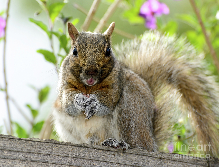Nature Photograph - Squirrel Ready to Whistle by Susan Wiedmann