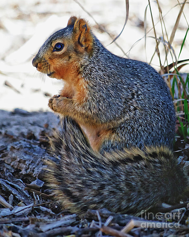 Squirrel  Photograph by Rebecca Langen