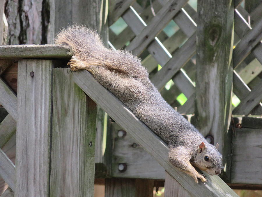 Squirrel relaxing Photograph by Judith Lauter