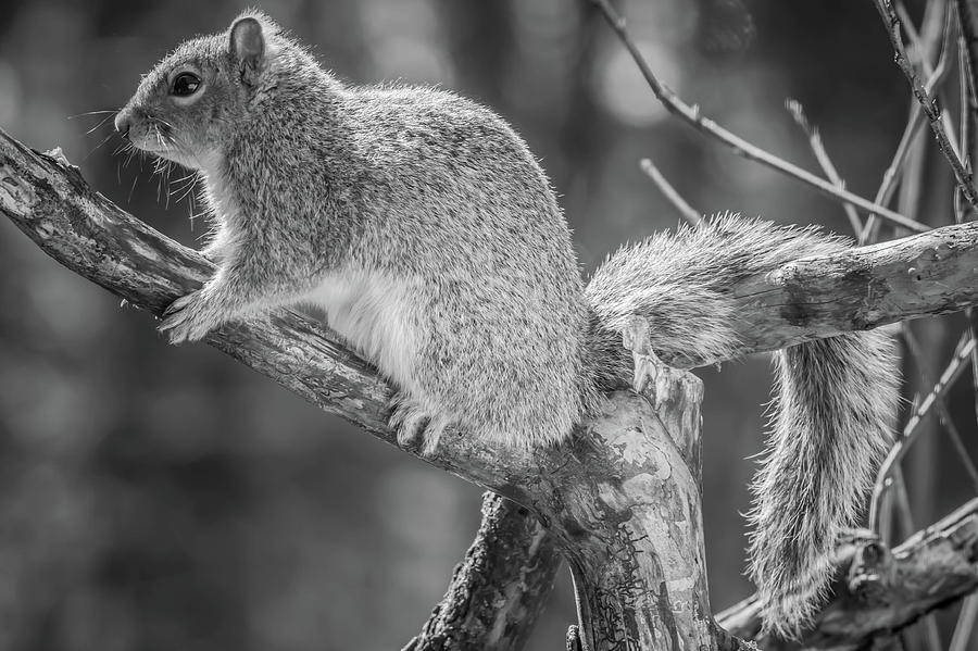 Squirrel Resting Black and White Image Photograph by Bruce Pritchett