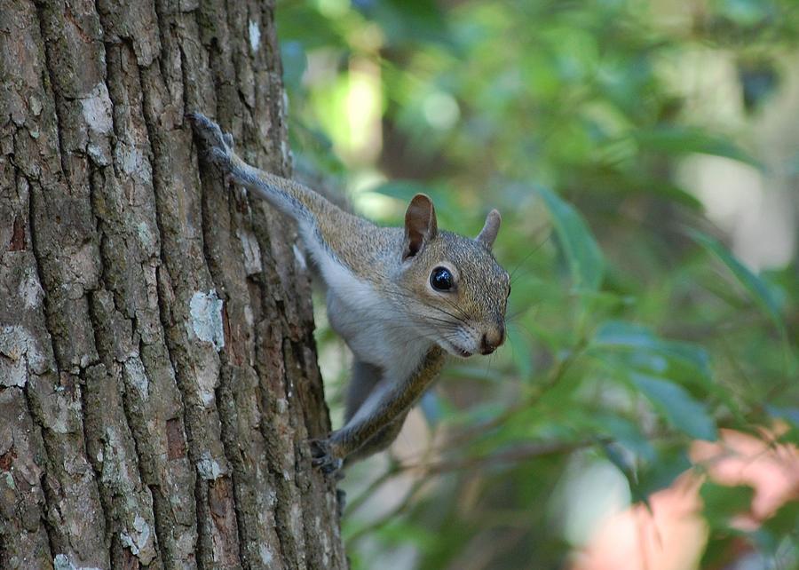 Squirrel Photograph by Robert Meanor
