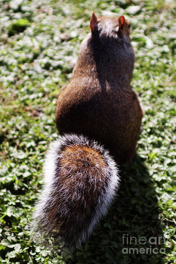London Photograph - Squirrel s back by Agusti Pardo Rossello
