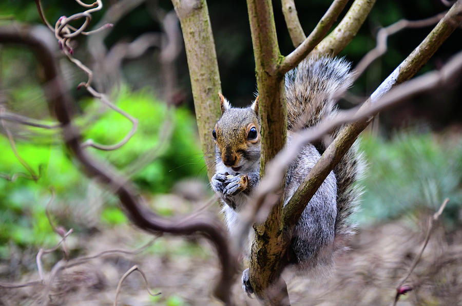 Squirrel Seated On The Tree Photograph
