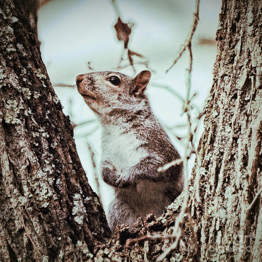 Squirrel Sense Photograph by Kerri Farley