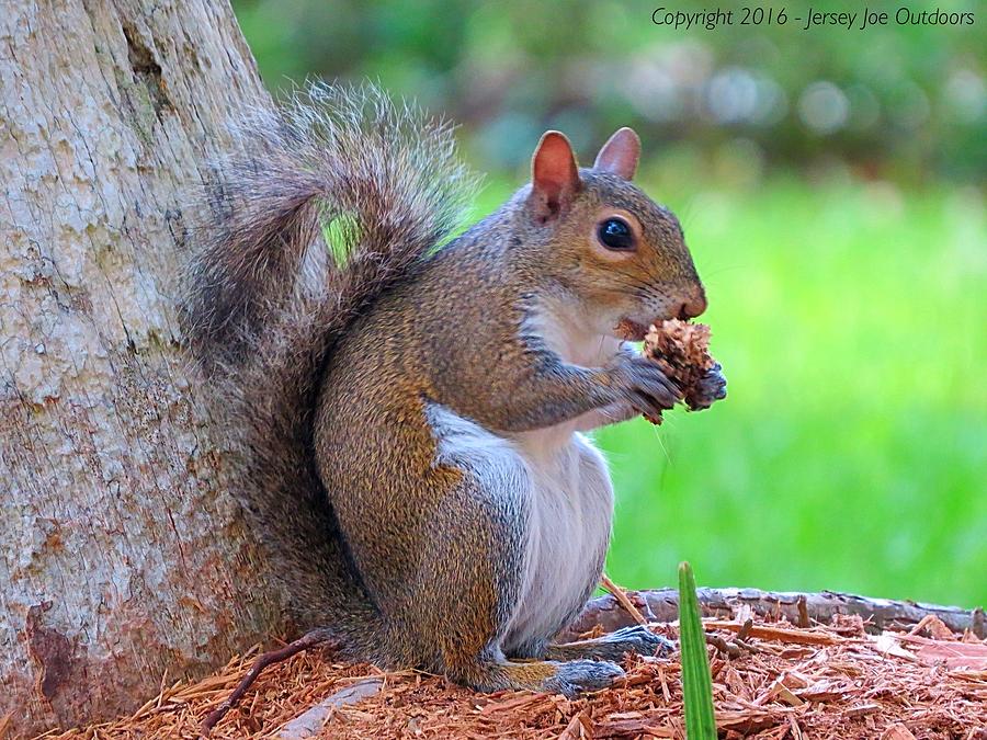 Squirrel Snack Photograph by Joseph Nass | Fine Art America
