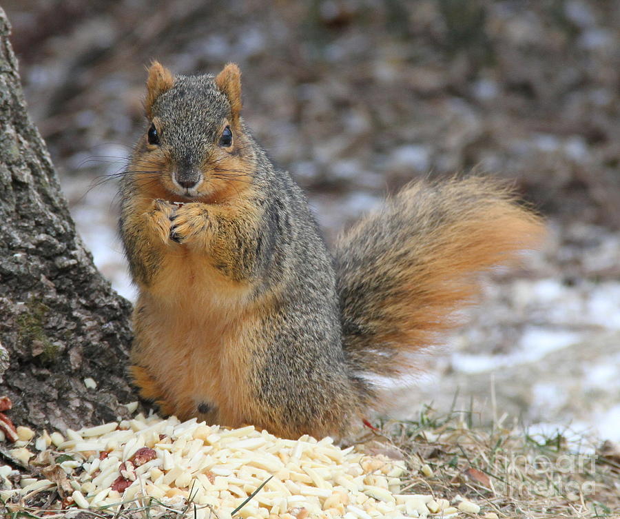 Squirrel Snacking Photograph by Krista Kulas - Fine Art America