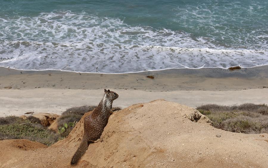 Squirrel Soaking in the Ocean View   Photograph by Christy Pooschke