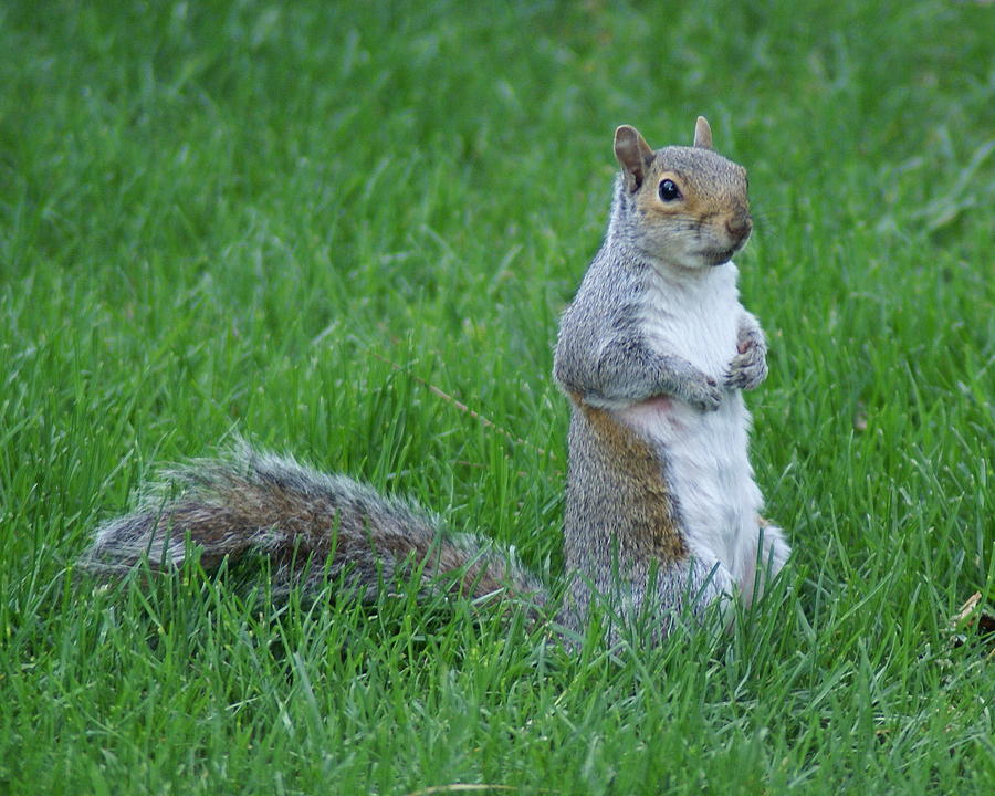 Squirrel Standing in Spokane 2 Photograph by Ben Upham III
