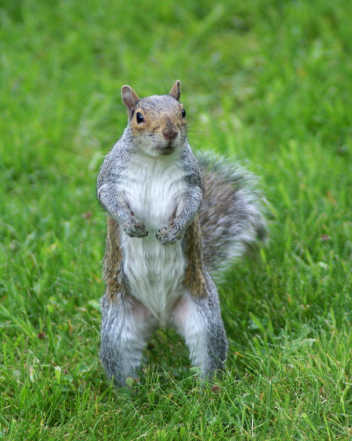 Squirrel Standing in Spokane Photograph by Ben Upham III