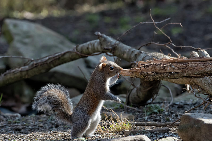 Squirrel Standing  Photograph by Joseph Caban