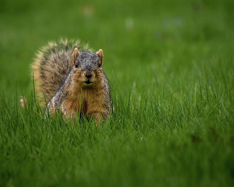 Squirrel Stare Down Photograph by Ron Pate