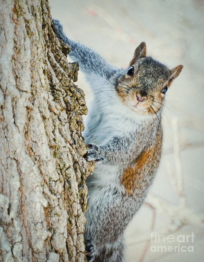 Squirrel Stare  Photograph by Kerri Farley