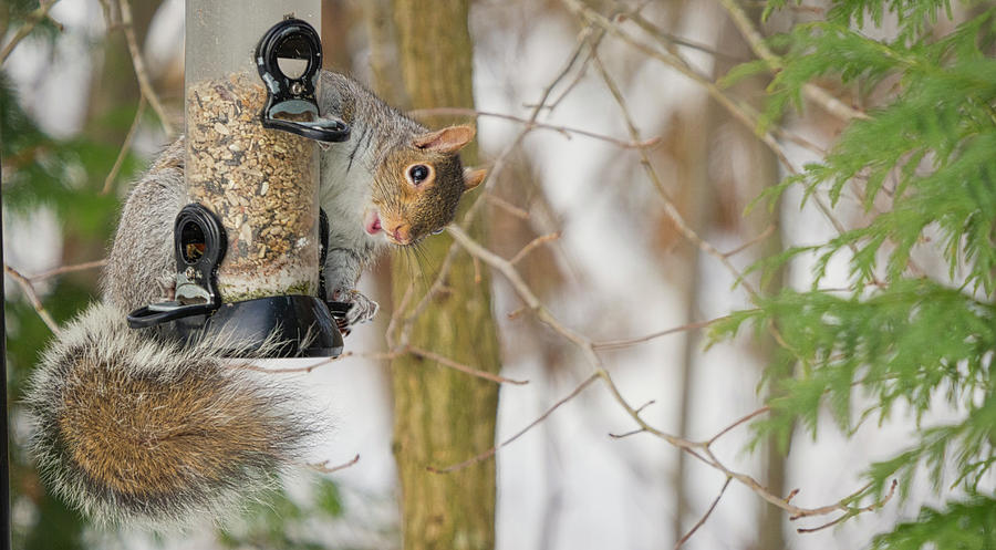 Squirrel Thief Photograph by David Kay
