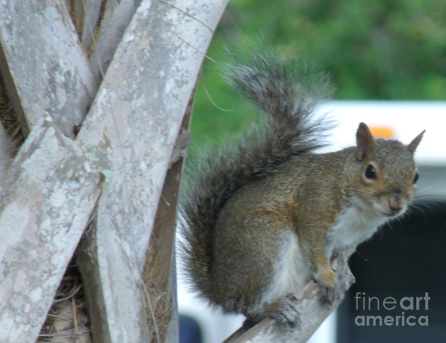 Squirrel Photograph - Squirrel by Tommy Baker