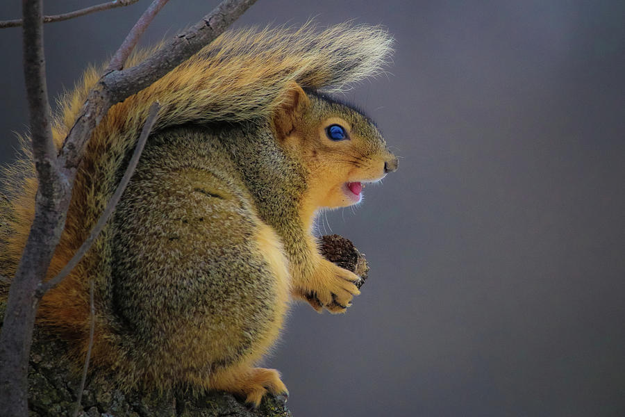Squirrel  Photograph by Tony HUTSON