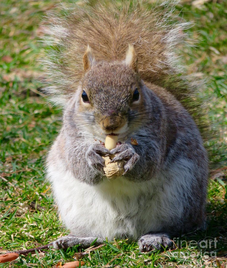 Squirrel Treat Photograph by Beth Myer Photography