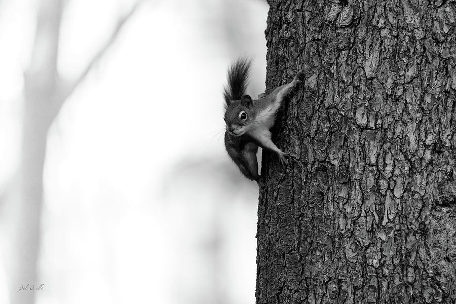 Squirrel Trees Fog Photograph by Bob Orsillo