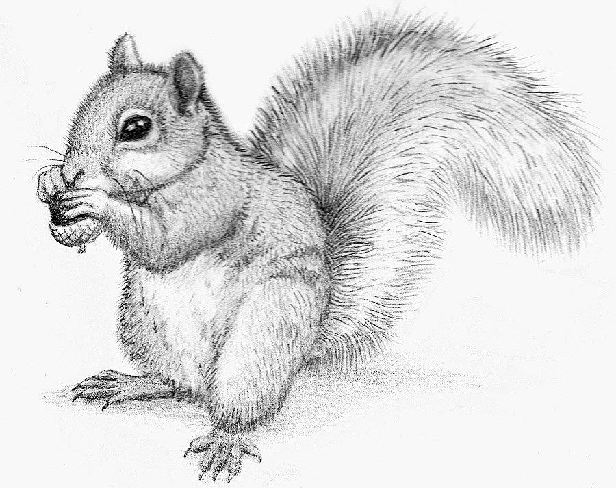 Replying to @laurenwebb148 its magic! Follow along to draw a squirrel... |  TikTok