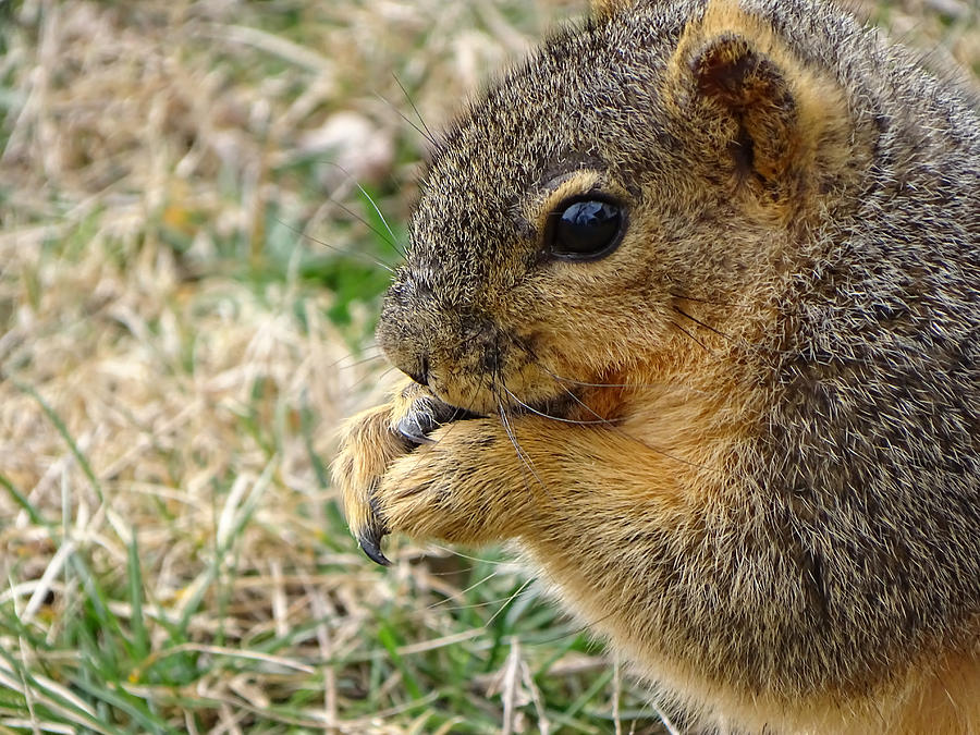 Squirrel Up Close And Personal Photograph by Theresa Campbell