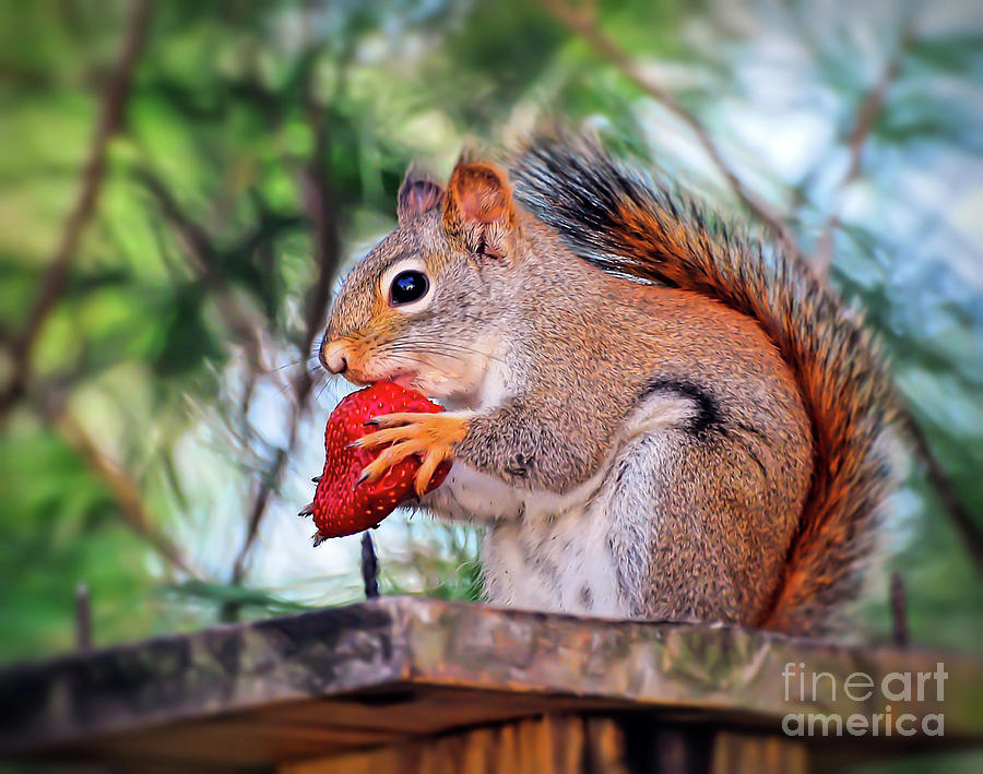 Squirrel with a Strawberry Photograph by Kerri Farley