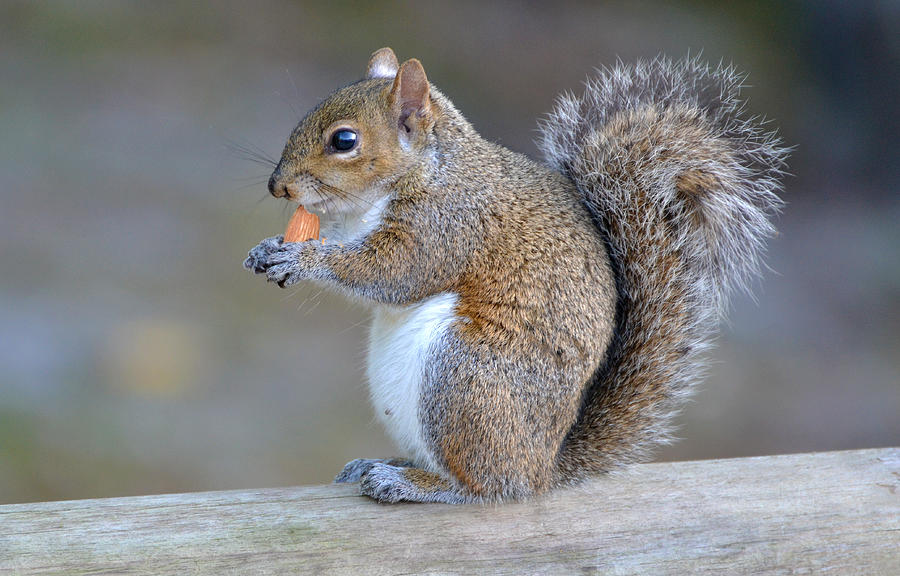 Squirrel with an Almond Photograph by Jeffrey Hamilton - Fine Art America