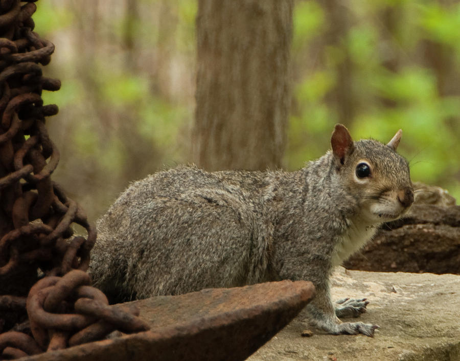 Squirrel with Anchor Photograph by Steven Natanson