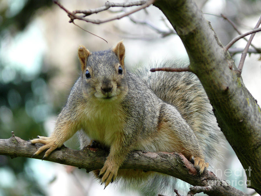 Squirrel with Attitude Photograph by Paula Joy Welter
