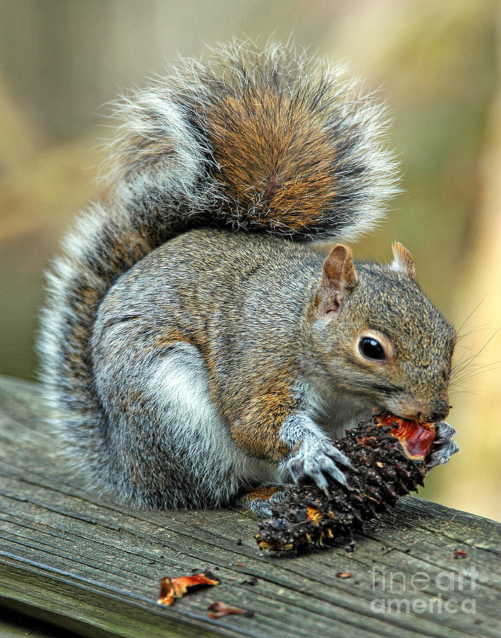 Gray Squirrel with Pine Cone Photograph by Timothy Flanigan Pixels