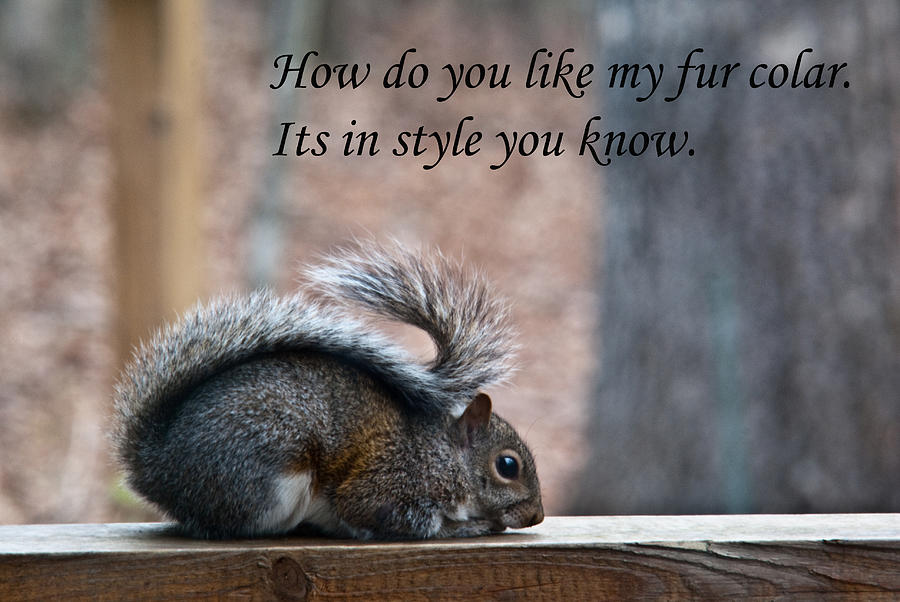 Squirrel With Fur Collar Photograph by Douglas Barnett
