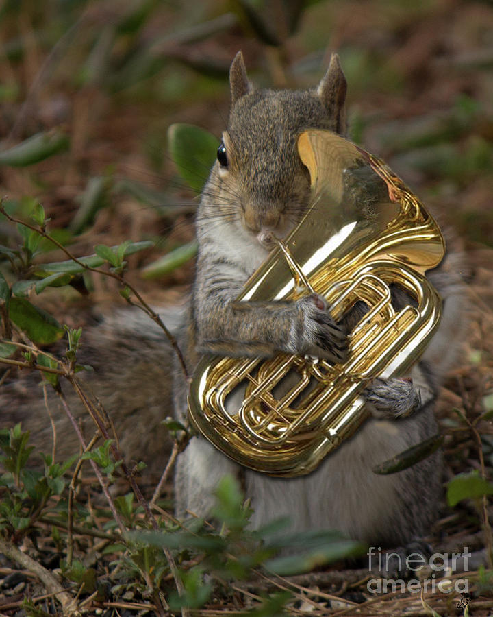 Squirrel with his Tuba Digital Art by Sandra Clark