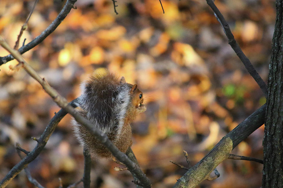 Squirrel with Nut Photograph by Brook Burling