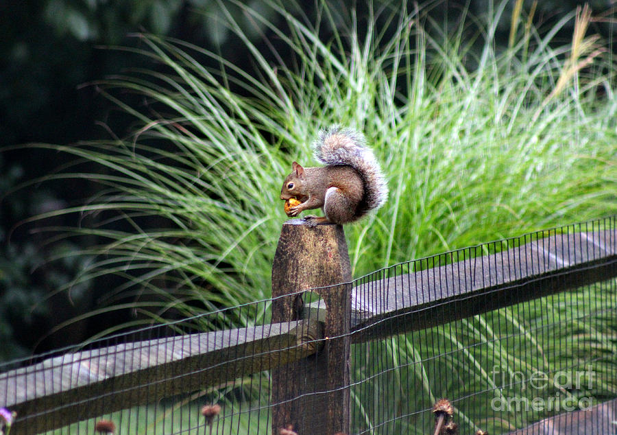 Squirrel With Nut Photograph by Karen Adams