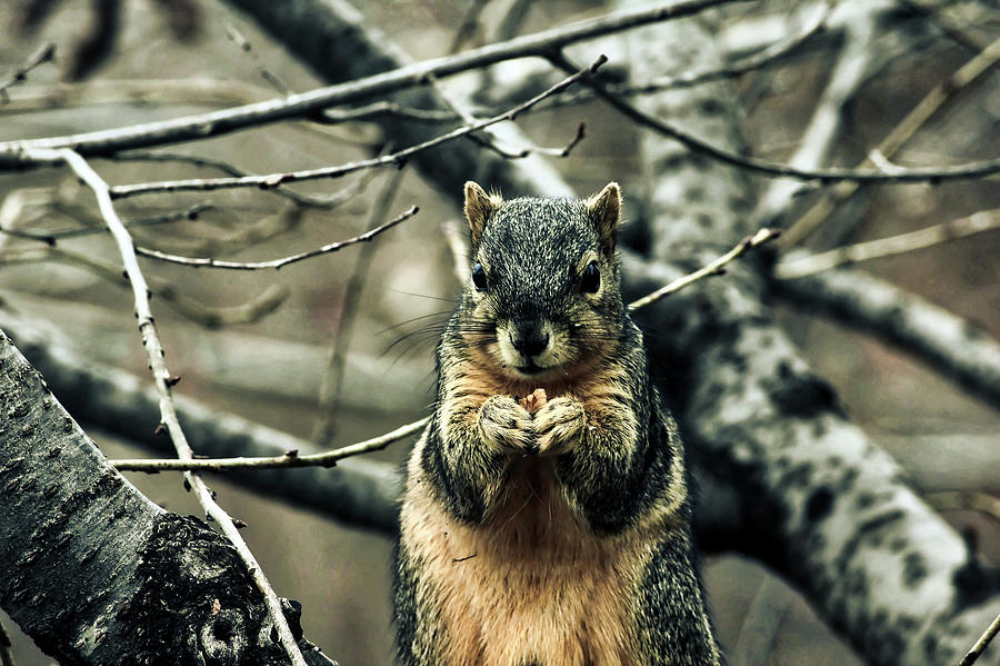Squirrel With Nut Photograph by Mountain Dreams