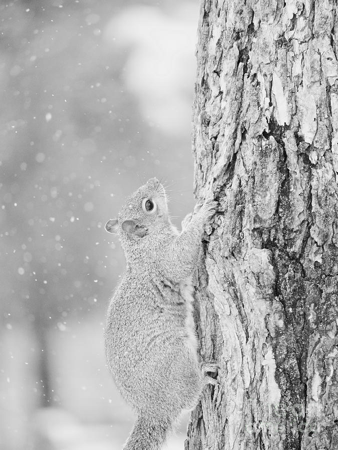 Squirrel with Snowflakes Photograph by Rachel Morrison
