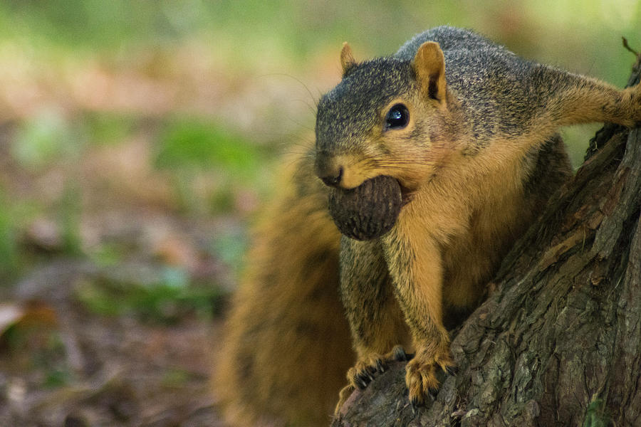 walnut squirrel family