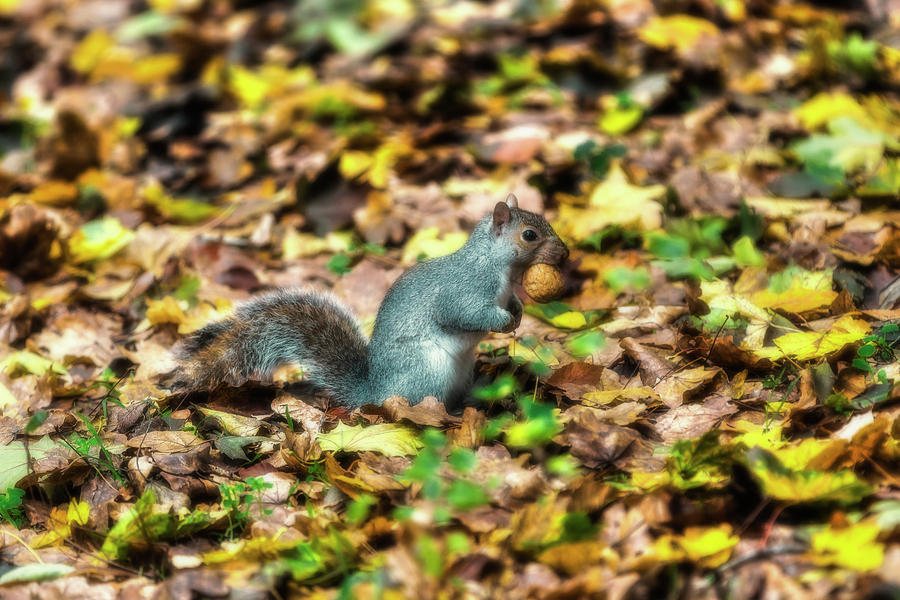 Squirrel with walnut Photograph by Roberto Pagani
