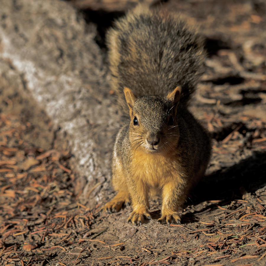 Squirrel Photograph by Yeates Photography