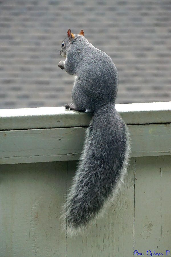 SquirrelArt #2 Photograph by Ben Upham III