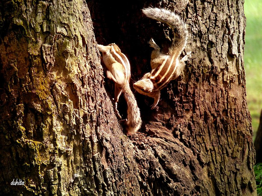 Squirreling Around Photograph by Duhita Banerjee