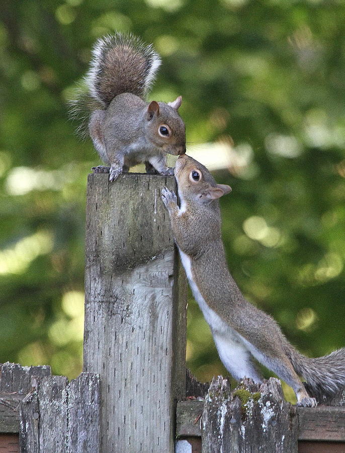 Nature Photograph - Squirrelly Affection by Angie Vogel
