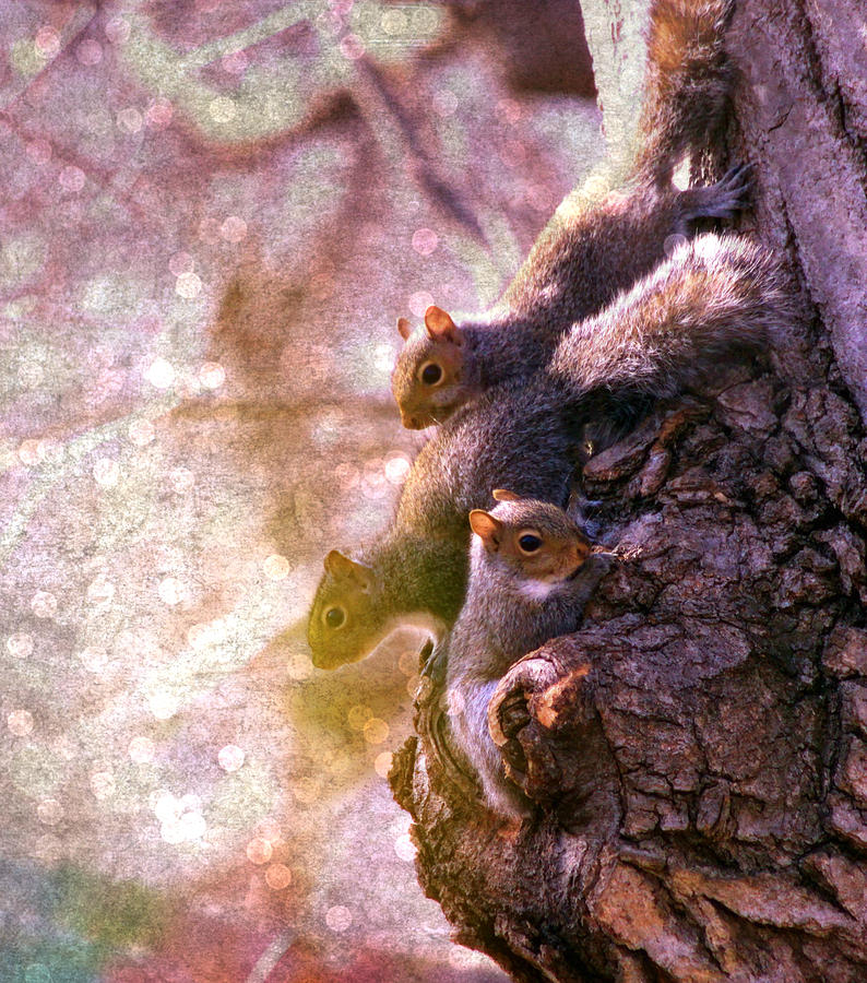 Squirrels - A Family Affair Photograph by Aurelio Zucco