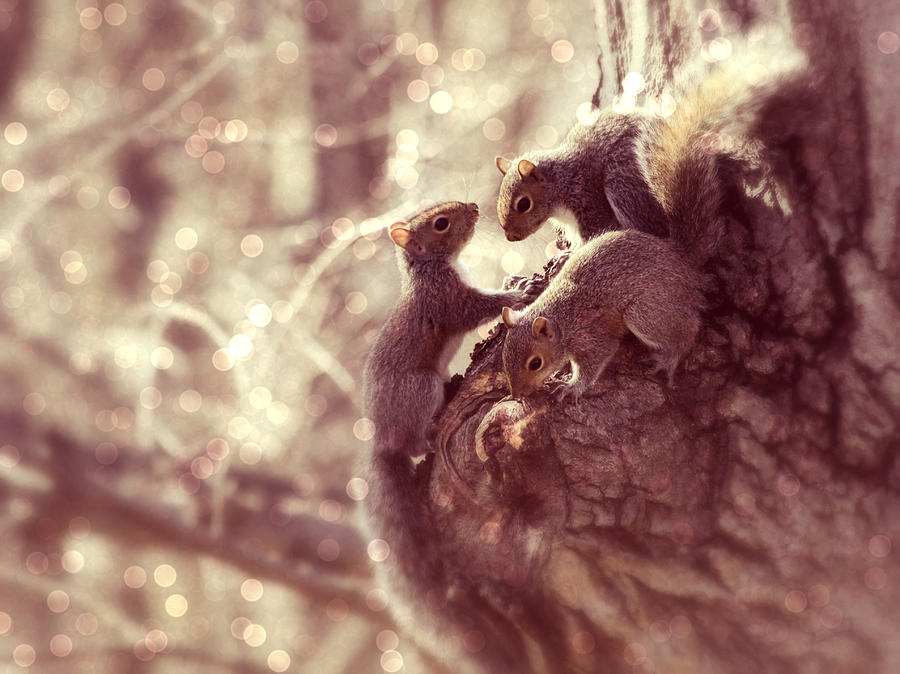 Squirrels - A Family Affair II Photograph by Aurelio Zucco