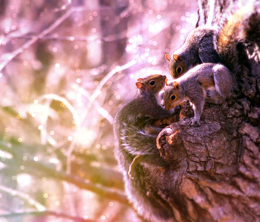 Squirrels - A Family Affair III Photograph by Aurelio Zucco