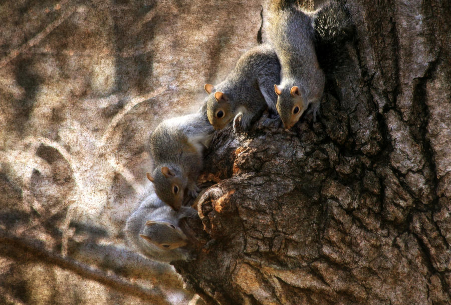 Squirrels - A Family Affair IX Photograph by Aurelio Zucco