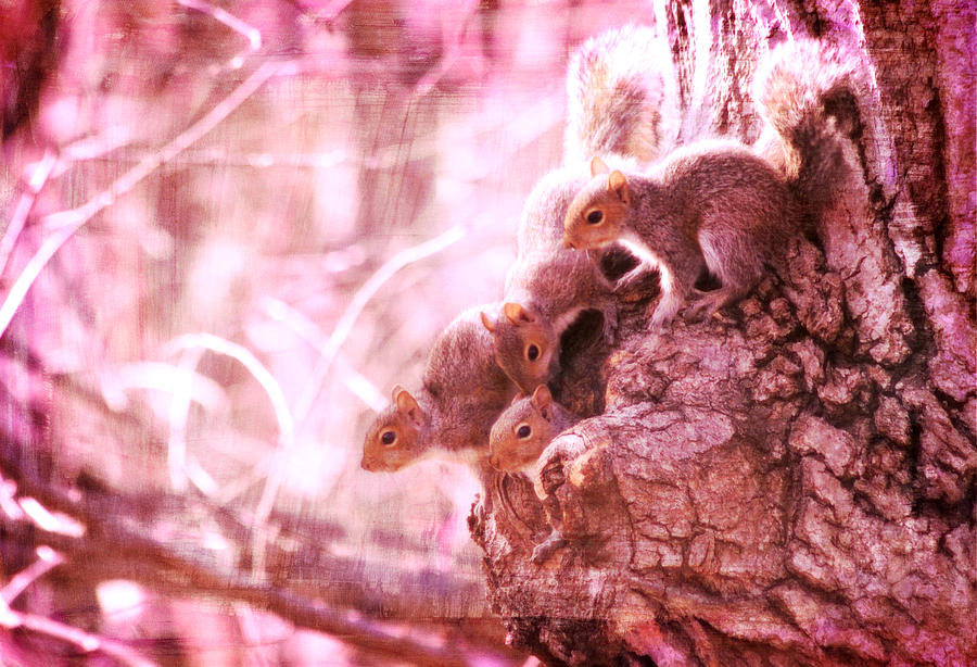 Squirrels - A Family Affair VIII Photograph by Aurelio Zucco