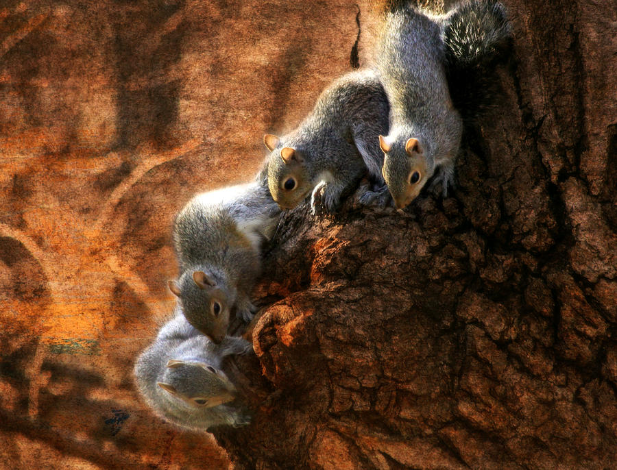 Squirrels - A Family Affair X Photograph by Aurelio Zucco