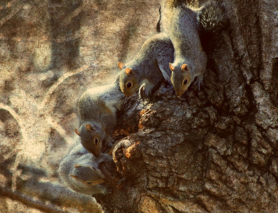 Squirrel Photograph - Squirrels - A Family Affair XI by Aurelio Zucco