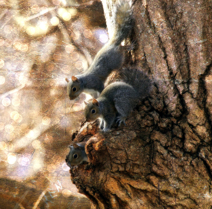 Squirrels - A Family Affair XII Photograph by Aurelio Zucco